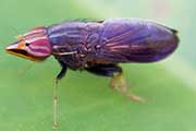 Lauxaniid Fly (Cephaloconus tenebrosus) (Cephaloconus tenebrosus)